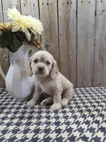 Sophie , a female Cocker Spaniel for sale in Middlebury, IN – 1 of 8