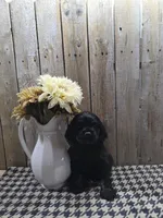 Jordan, a male Cocker Spaniel for sale in Middlebury, IN – 5 of 8