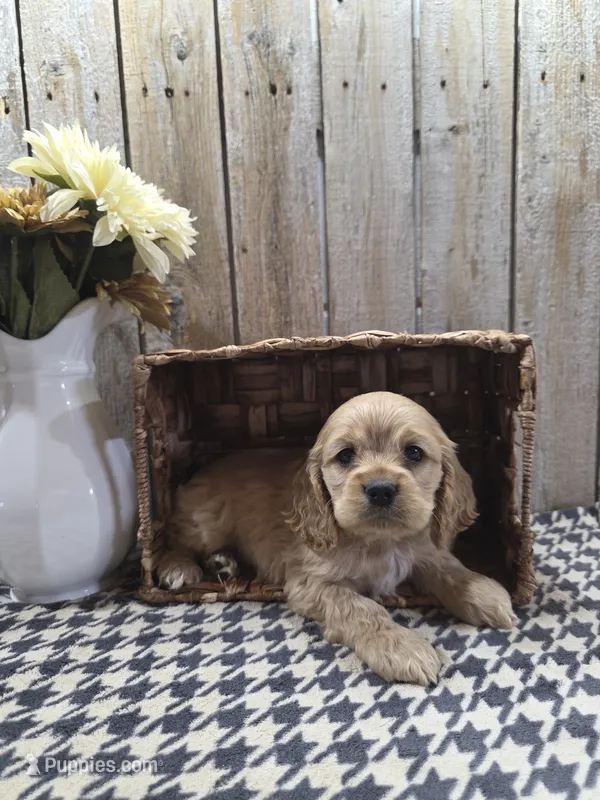 Cash  – Cocker Spaniel puppy for sale in Middlebury, IN