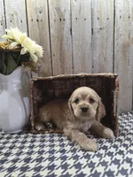 Cash , a male Cocker Spaniel for sale in Middlebury, IN – 1 of 8