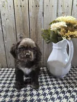 Master, a male Cocker Spaniel for sale in Middlebury, IN – 3 of 8