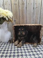 Leo, a male Cocker Spaniel for sale in Middlebury, IN – 5 of 8