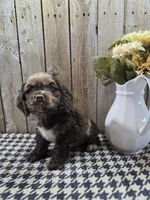Master, a male Cocker Spaniel for sale in Middlebury, IN – 6 of 8