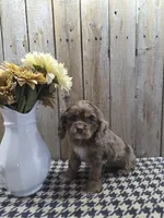 Lady, a female Cocker Spaniel for sale in Middlebury, IN – 5 of 8