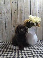 Cody, a male Cocker Spaniel for sale in Middlebury, IN – 5 of 7