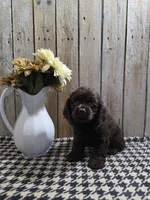Cody, a male Cocker Spaniel for sale in Middlebury, IN – 4 of 7