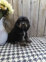 Rover, a male Cocker Spaniel for sale in Middlebury, IN – 5 of 6