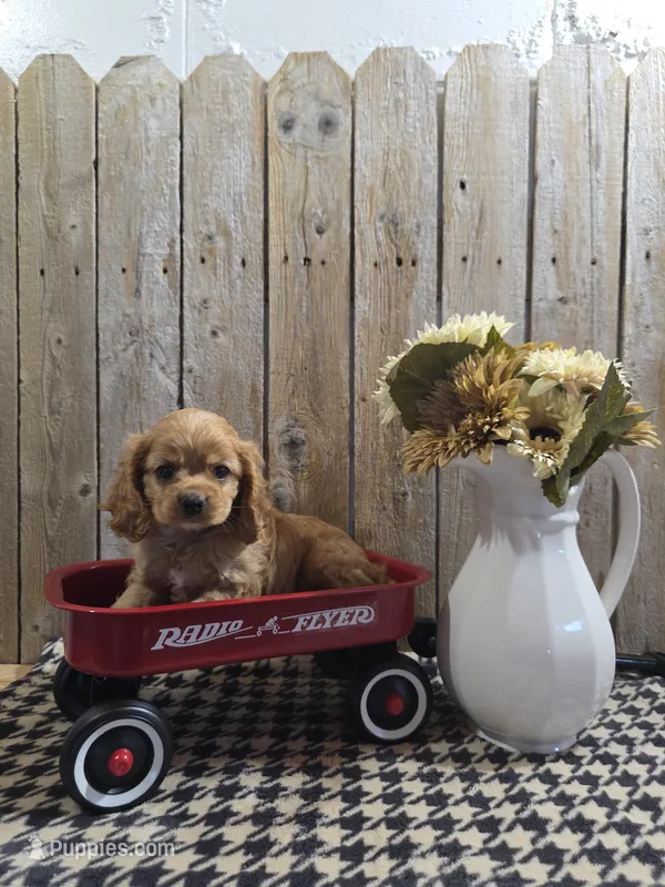 Baxter – Cocker Spaniel puppy for sale in Middlebury, IN