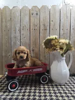 Baxter, a male Cocker Spaniel for sale in Middlebury, IN – 1 of 8