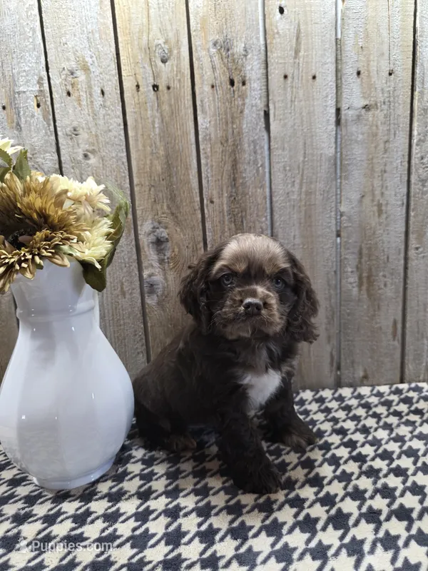 Master – Cocker Spaniel puppy for sale in Middlebury, IN