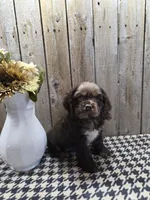 Master, a male Cocker Spaniel for sale in Middlebury, IN – 1 of 8