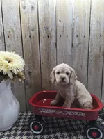 Sophie , a female Cocker Spaniel for sale in Middlebury, IN – 8 of 8