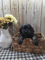 Jordan, a male Cocker Spaniel for sale in Middlebury, IN – 3 of 8