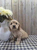 Cash , a male Cocker Spaniel for sale in Middlebury, IN – 7 of 8