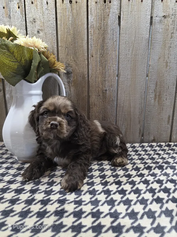 Master – Cocker Spaniel puppy for sale in Middlebury, IN