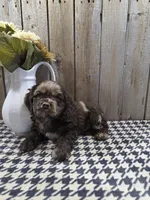 Master, a male Cocker Spaniel for sale in Middlebury, IN – 7 of 8