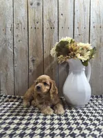 Baxter, a male Cocker Spaniel for sale in Middlebury, IN – 7 of 8