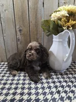 Master, a male Cocker Spaniel for sale in Middlebury, IN – 5 of 8