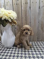 Scarlett, a female Cocker Spaniel for sale in Middlebury, IN – 8 of 8