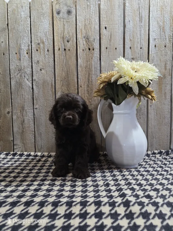 Cody – Cocker Spaniel puppy for sale in Middlebury, IN