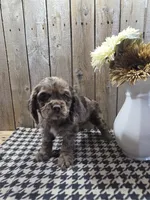 Tracy, a female Cocker Spaniel for sale in Middlebury, IN – 4 of 8