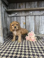 processed/675200d8-2c7a-467a-90b1-a94961931b00/listing/3c428945-c0dd-4256-af04-4319887edd10/0bc127ab-68e1-4b34-a62f-88c37085f3a4