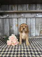 processed/675200d8-2c7a-467a-90b1-a94961931b00/listing/3c428945-c0dd-4256-af04-4319887edd10/1fe4d301-dcfa-439d-b782-a2b69a425ae0