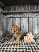 processed/675200d8-2c7a-467a-90b1-a94961931b00/listing/3c428945-c0dd-4256-af04-4319887edd10/69be300b-8463-48f6-9014-12ca3afc2c0a