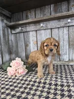 processed/675200d8-2c7a-467a-90b1-a94961931b00/listing/3c428945-c0dd-4256-af04-4319887edd10/735c911c-d7d4-4827-9f72-8eba07d990b3