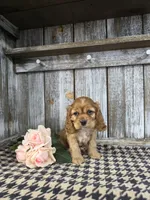 processed/675200d8-2c7a-467a-90b1-a94961931b00/listing/3c428945-c0dd-4256-af04-4319887edd10/ccfed9fe-c62f-41b7-a0f3-5cae4cb2d6dc