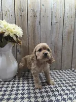 Scarlett, a female Cocker Spaniel for sale in Middlebury, IN – 4 of 8