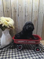 Jordan, a male Cocker Spaniel for sale in Middlebury, IN – 6 of 8