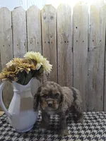 Lady, a female Cocker Spaniel for sale in Middlebury, IN – 4 of 8