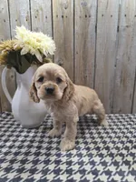 Cash , a male Cocker Spaniel for sale in Middlebury, IN – 5 of 8