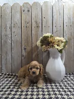 Baxter, a male Cocker Spaniel for sale in Middlebury, IN – 8 of 8