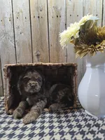 Tracy, a female Cocker Spaniel for sale in Middlebury, IN – 7 of 8