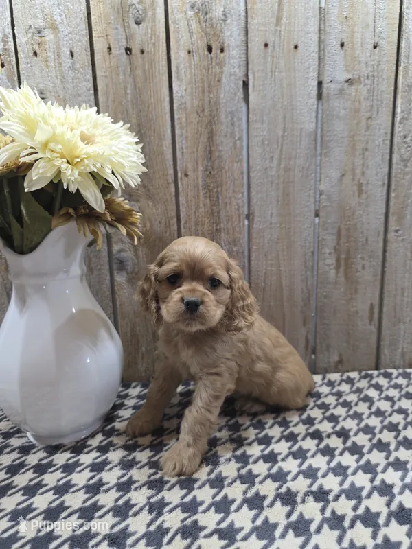 Scarlett – Cocker Spaniel puppy for sale in Middlebury, IN