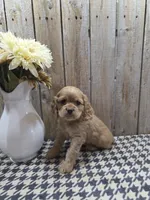 Scarlett, a female Cocker Spaniel for sale in Middlebury, IN – 1 of 8