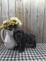 Tramp, a male Cocker Spaniel for sale in Middlebury, IN – 3 of 8