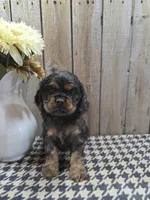 Leo, a male Cocker Spaniel for sale in Middlebury, IN – 3 of 8
