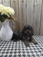 Mason, a male Cocker Spaniel for sale in Middlebury, IN – 8 of 8