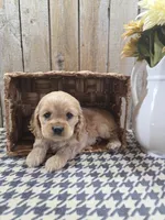 Cash , a male Cocker Spaniel for sale in Middlebury, IN – 4 of 8