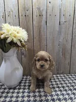 Scarlett, a female Cocker Spaniel for sale in Middlebury, IN – 5 of 8