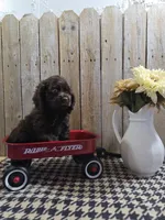Cody, a male Cocker Spaniel for sale in Middlebury, IN – 7 of 7