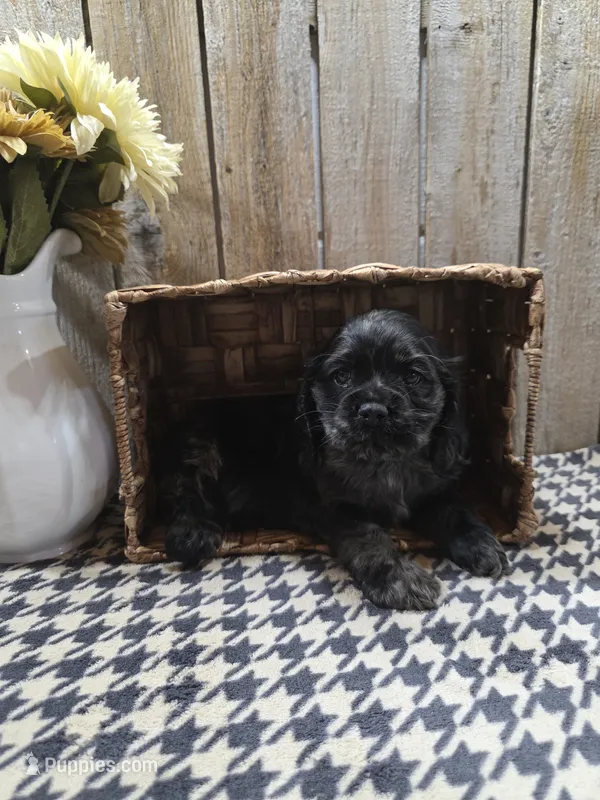 Tramp – Cocker Spaniel puppy for sale in Middlebury, IN