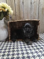 Tramp, a male Cocker Spaniel for sale in Middlebury, IN – 1 of 8