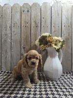 Baxter, a male Cocker Spaniel for sale in Middlebury, IN – 5 of 8