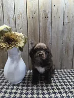 Master, a male Cocker Spaniel for sale in Middlebury, IN – 4 of 8