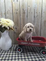 Sophie , a female Cocker Spaniel for sale in Middlebury, IN – 3 of 8