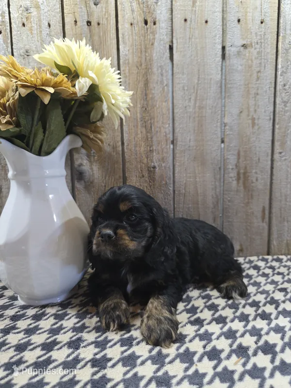 Rover – Cocker Spaniel puppy for sale in Middlebury, IN
